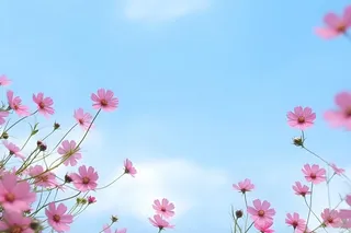 小花粉紫色摄影