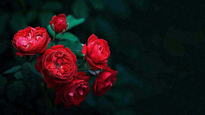 红玫瑰鲜花艳丽，花朵暗黑摄影图(1456x816)