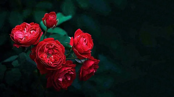 红玫瑰鲜花艳丽，花朵暗黑摄影图