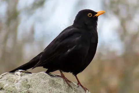 黑色小鸟图片