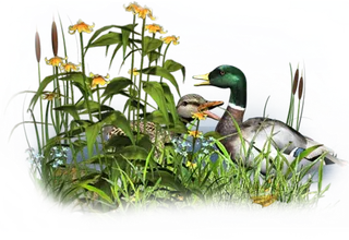 中国古风元素野鸭子