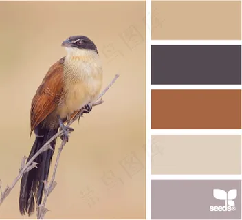 家禽鸟类配色色卡色彩搭配