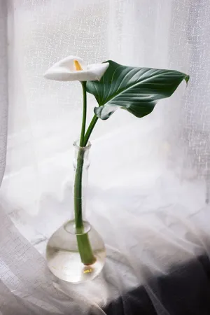 白色花朵在玻璃瓶中
