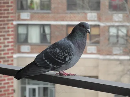 栏杆上灰鸽子图片