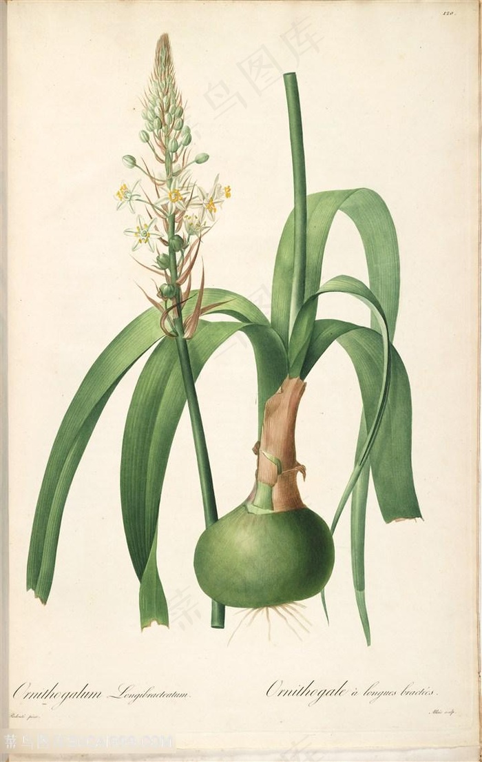 雷杜德原版高清花草唯美兰花植物插画