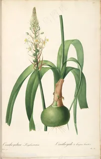 雷杜德原版高清花草唯美兰花植物插画