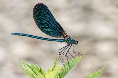 蜻蜓昆虫特写高清图片