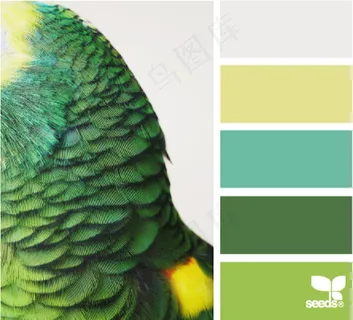 家禽鸟类配色色卡色彩搭配