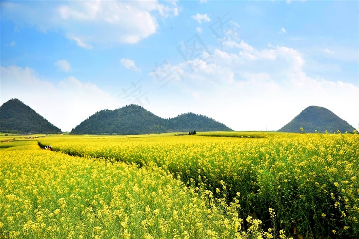 田园油菜花图片