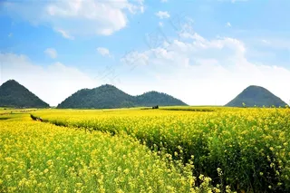 田园油菜花图片