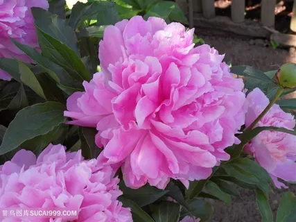 高清粉色牡丹花摄影图片