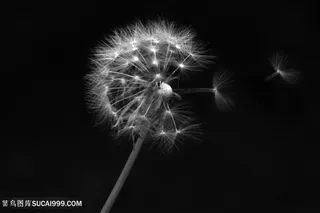 黑白蒲公英背景图