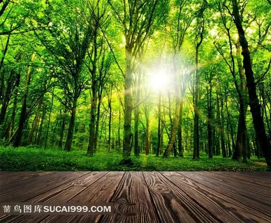 清新森林唯美图片