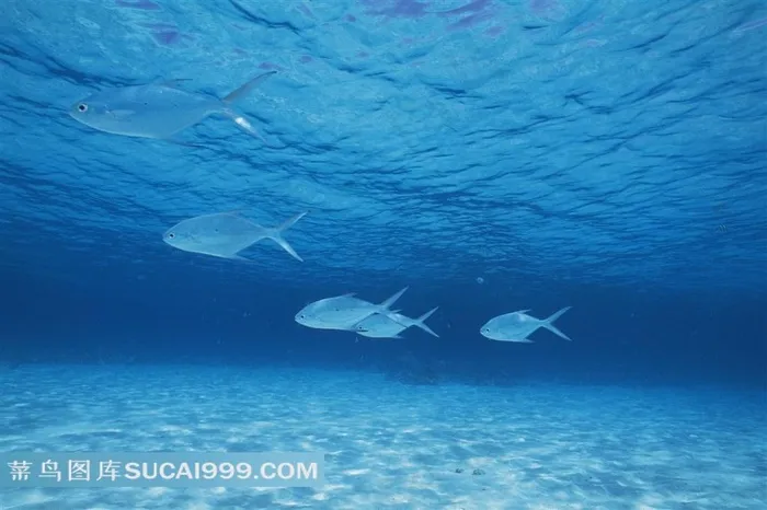 海洋浅水鱼类素材