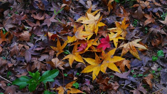 特写黄色红色枫叶落叶