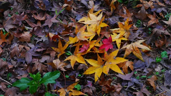 特写黄色红色枫叶落叶