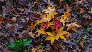 特写黄色红色枫叶落叶
