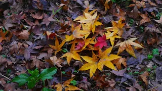 特写黄色红色枫叶落叶