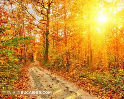 红树林中的阳光