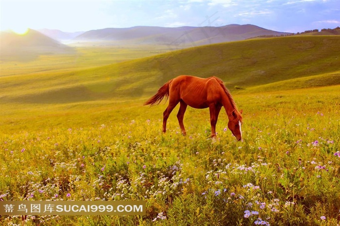 金色草地上的一匹红色骏马