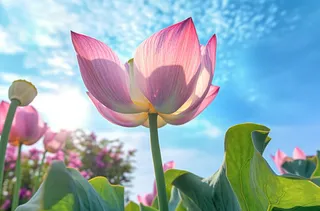 绿叶蓝天莲花，佳能 eos 5d mark iv 风格，超高清图像，蓝绿色和粉红色，中国朋克，超现实主义，散景全景摄影图