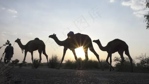 骆驼, 美丽, 太阳, 自然, 丰富多彩的, 光, 沙