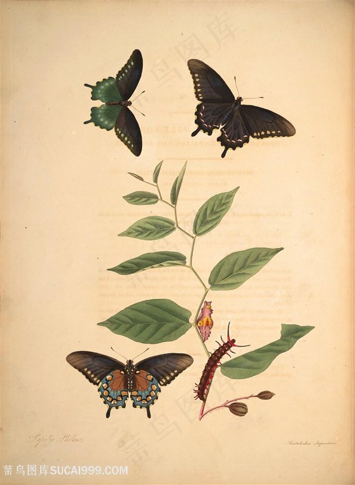 蝴蝶植物树枝树叶复古图谱