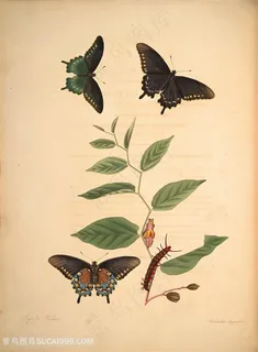 蝴蝶植物树枝树叶复古图谱