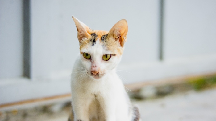 可爱猫咪猫猫摄影素材