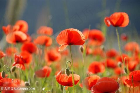 高清唯美红色虞美人花海鲜花图片