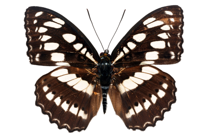 蝴蝶 彩蝶 花蝴蝶 动物 昆虫 免抠