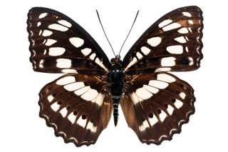 蝴蝶 彩蝶 花蝴蝶 动物 昆虫 免抠