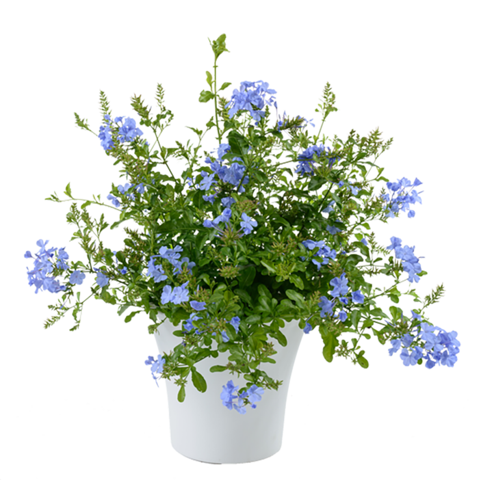现代农业花卉