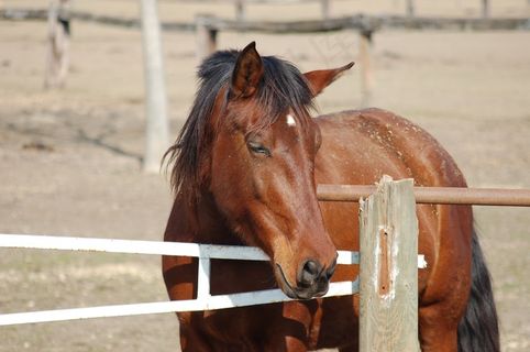 牧场棕色马匹图片