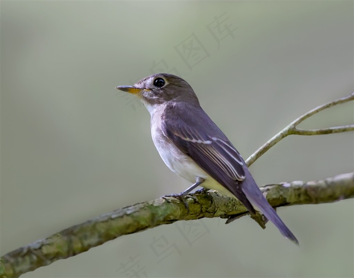 北灰鹟图片摄影