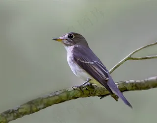 北灰鹟图片摄影