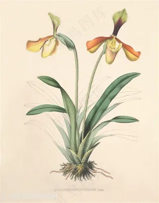 高清兰花复古装饰画