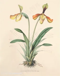 高清兰花复古装饰画 高清兰花复古装饰画