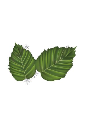 叶子矢量图