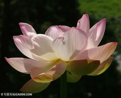 高清唯美粉色莲花鲜花图片 高清唯美粉色莲花鲜花图片