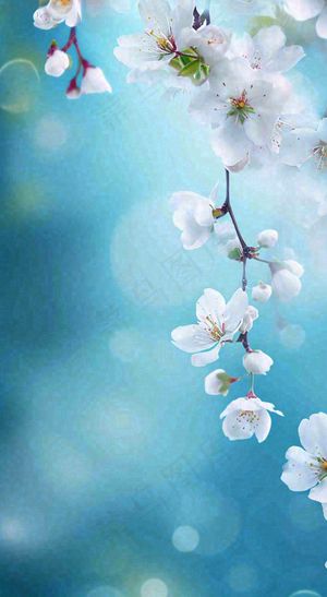 蓝色浪漫白色樱花花朵枝叶，立春惊蛰春分摄影图
