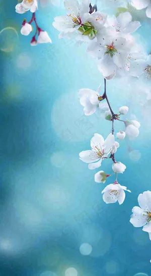 蓝色浪漫白色樱花花朵枝叶，立春惊蛰春分摄影图