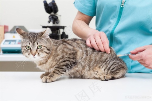 宠物医院动物猫咪狗狗图片
