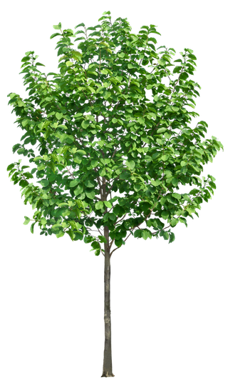 高清树木素材 免抠PSD植物素材 美术绘画园林贴图 树草灌木花草