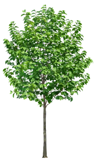 高清树木素材 免抠PSD植物素材 美术绘画园林贴图 树草灌木花草