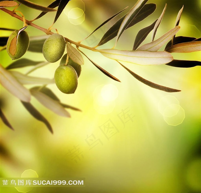 橄榄油广告元素 高清橄榄