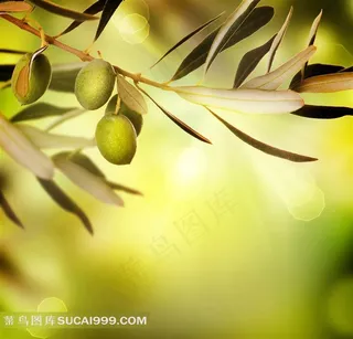 橄榄油广告元素 高清橄榄