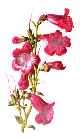 复古手绘植物花卉玫瑰花PNG免扣图案高清图片PS设计素材图