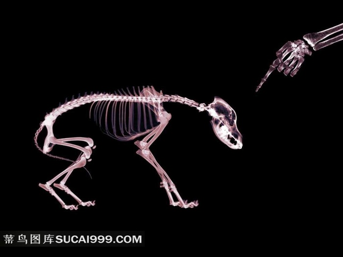 X光小狗手指透视图