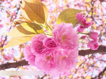 高清日本樱花图片 高清日本樱花图片